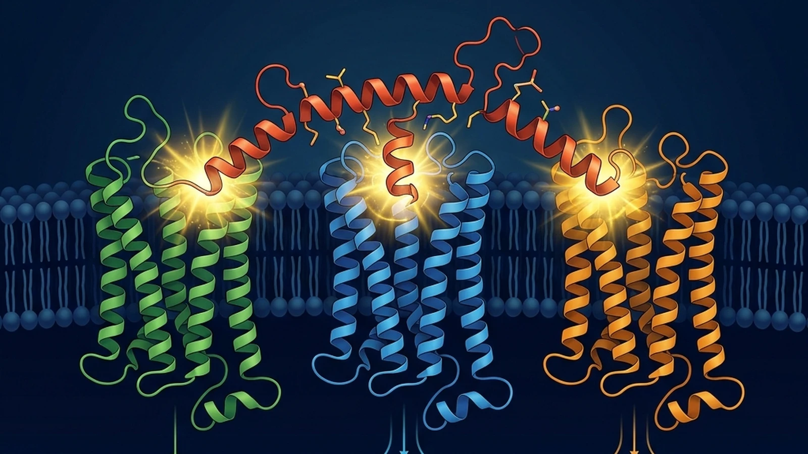 Molecular diagram of retatrutide binding three separate metabolic receptors